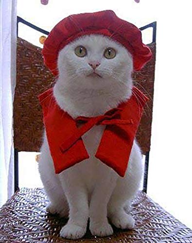 Amazon | ネコのお洋服屋さん キャットプリン 猫服 キャットプリン